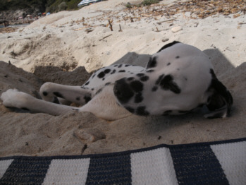 Dalmatiner im Sand